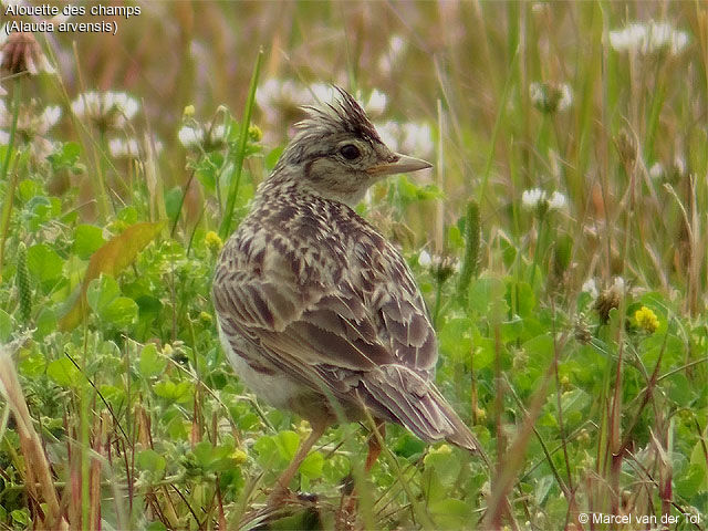 Eurasian Skylark