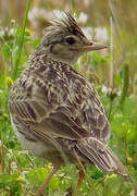 Eurasian Skylark