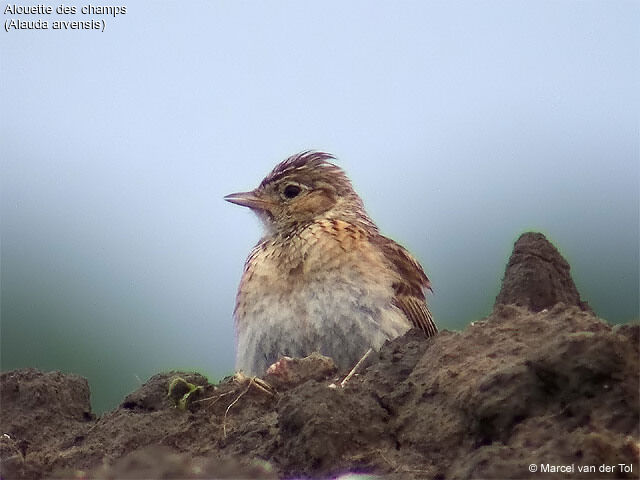 Eurasian Skylark