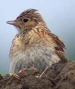 Eurasian Skylark