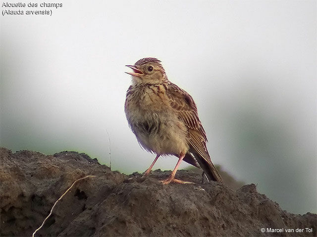 Eurasian Skylark