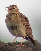 Eurasian Skylark