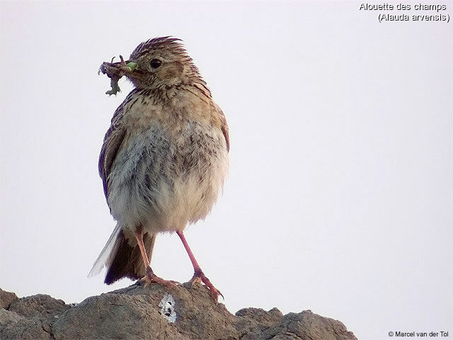 Eurasian Skylark