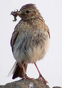 Eurasian Skylark