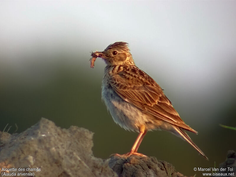 Eurasian Skylark