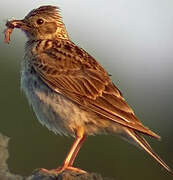 Eurasian Skylark