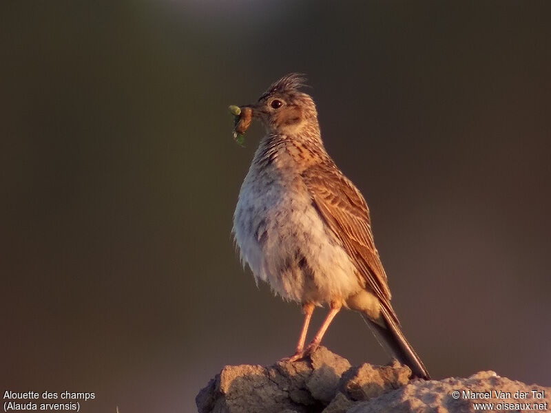 Eurasian Skylark