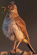 Eurasian Skylark