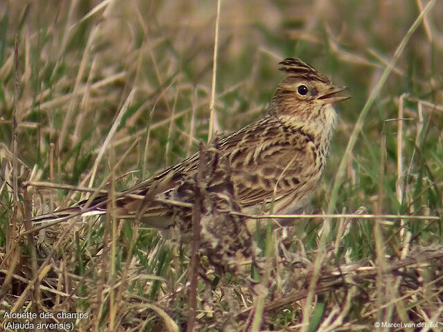 Eurasian Skylark