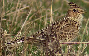 Eurasian Skylark