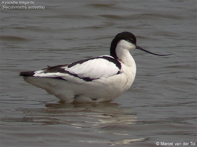 Avocette élégante