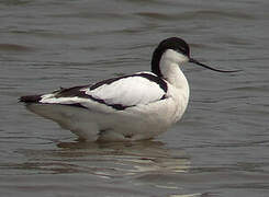 Avocette élégante