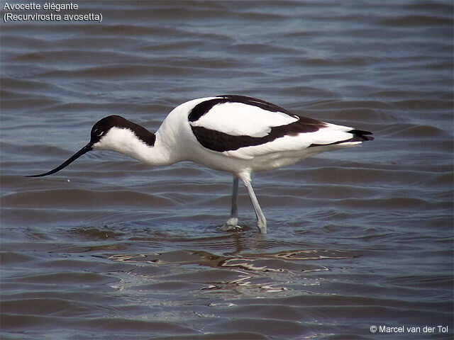 Pied Avocet