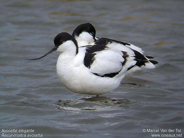 Avocette élégante adulte