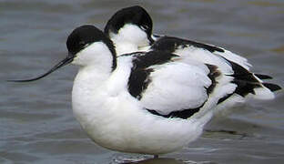 Avocette élégante