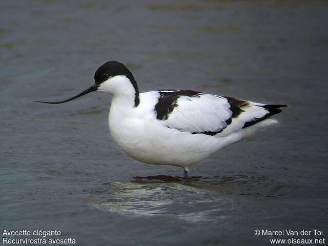 Pied Avocetadult