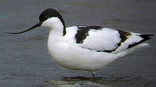 Avocette élégante