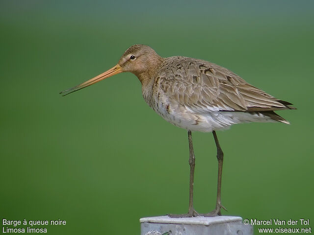 Black-tailed Godwitadult