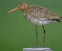 Black-tailed Godwit