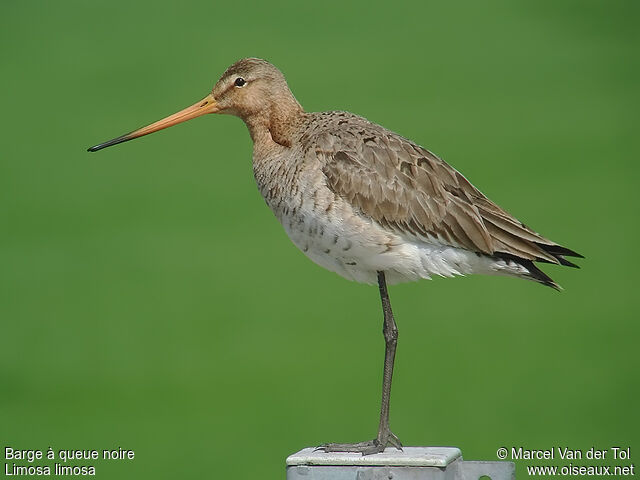 Black-tailed Godwitadult