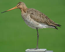 Black-tailed Godwit