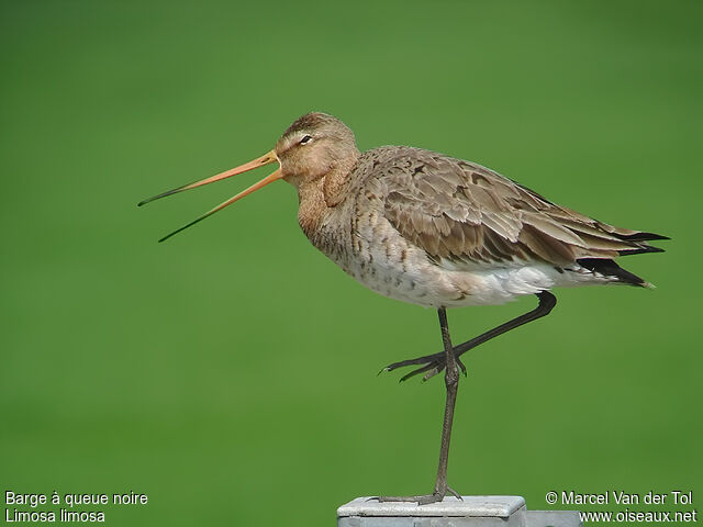 Black-tailed Godwitadult