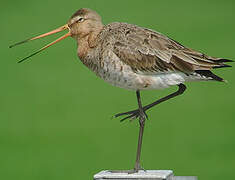 Black-tailed Godwit