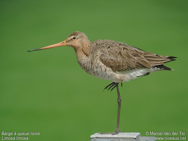 Black-tailed Godwitadult