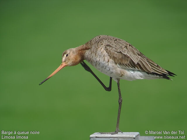 Black-tailed Godwitadult