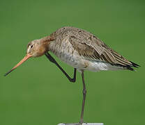 Black-tailed Godwit