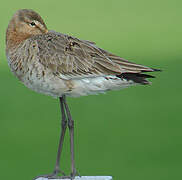 Black-tailed Godwit