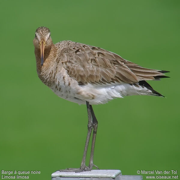 Black-tailed Godwitadult