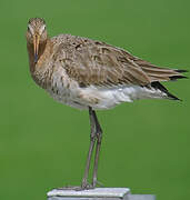 Black-tailed Godwit