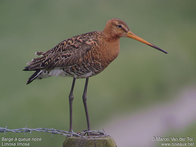 Black-tailed Godwit male adult