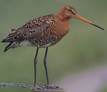 Black-tailed Godwit