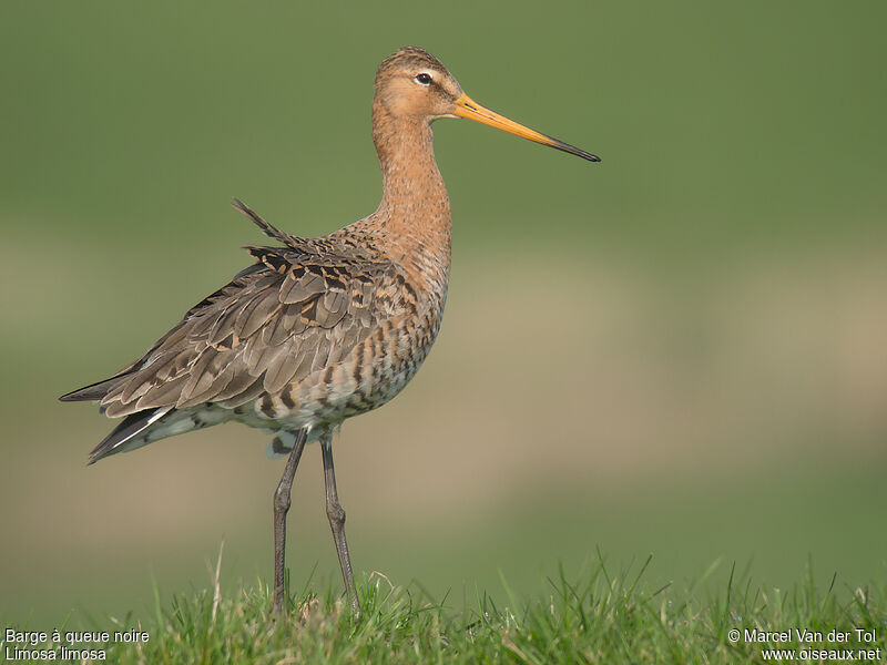 Black-tailed Godwitadult