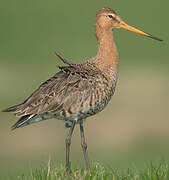 Black-tailed Godwit