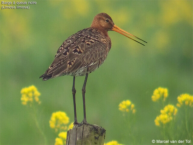 Black-tailed Godwit