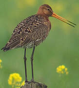 Black-tailed Godwit