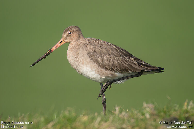 Black-tailed Godwitadult