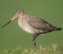 Black-tailed Godwit