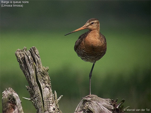 Black-tailed Godwit