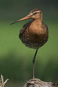 Black-tailed Godwit