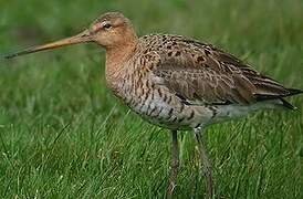 Black-tailed Godwit