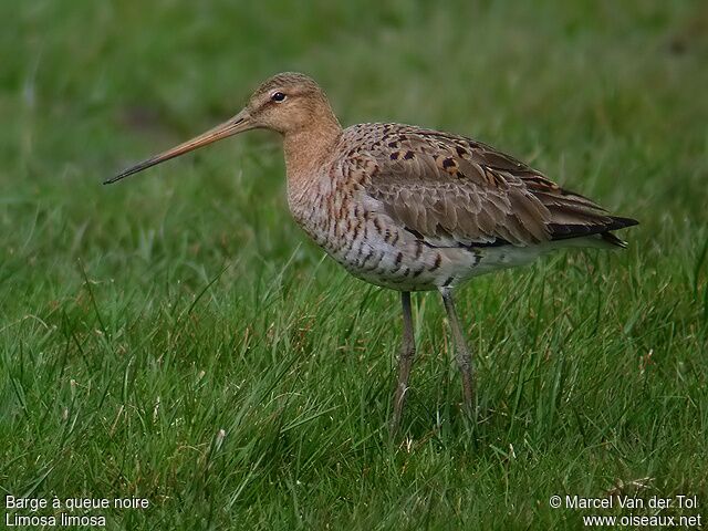 Black-tailed Godwit female adult