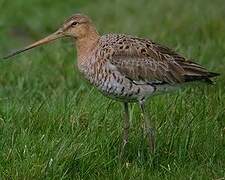 Black-tailed Godwit