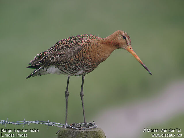 Black-tailed Godwit male adult