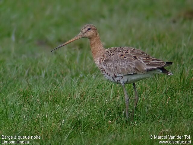 Black-tailed Godwit female adult