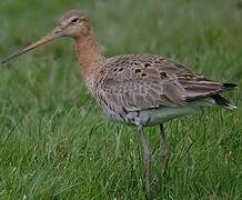 Black-tailed Godwit