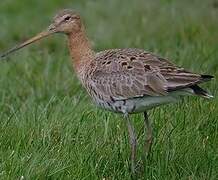 Black-tailed Godwit